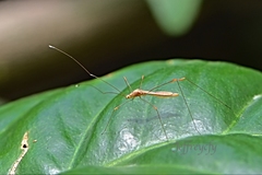 Yemmalysus parallelus