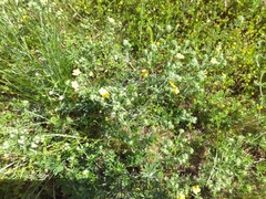 Potentilla argentea