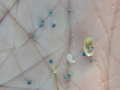 Phemeranthus rugospermus