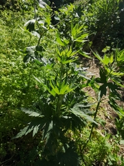 Leonurus quinquelobatus