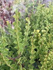 Acacia littorea