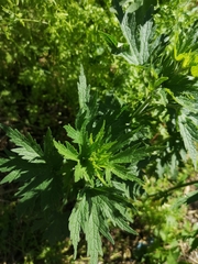 Leonurus quinquelobatus