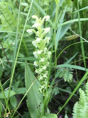 Platanthera flava herbiola