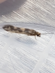Agraylea multipunctata