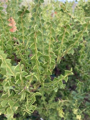 Acacia littorea