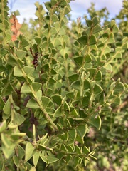 Acacia littorea