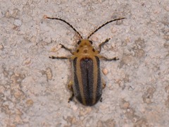Derospidea brevicollis