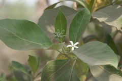 Morinda pubescens