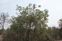 Morinda pubescens