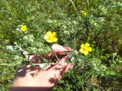 Potentilla argentea