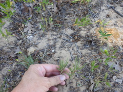 Phemeranthus rugospermus