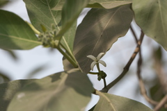Morinda pubescens