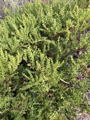 Acacia littorea