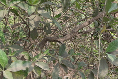 Morinda pubescens