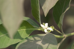 Morinda pubescens