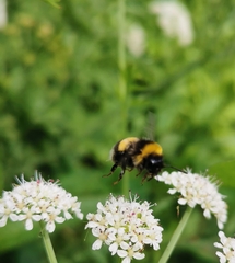 Bombus lucorum