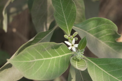 Morinda pubescens
