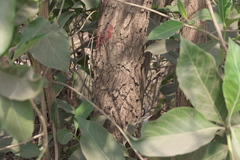 Morinda pubescens