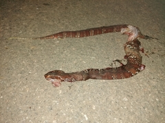 Agkistrodon russeolus