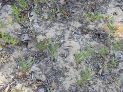 Phemeranthus rugospermus