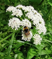 Bombus lucorum