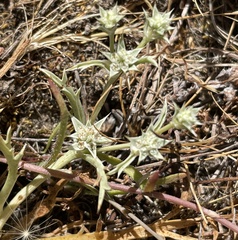 Eryngium montereyense