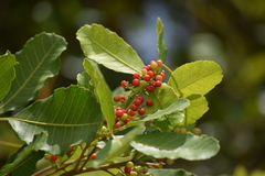 Schinus terebinthifolia terebinthifolia