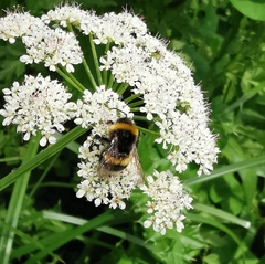 Bombus lucorum