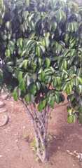 Ficus