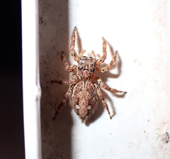Salticidae