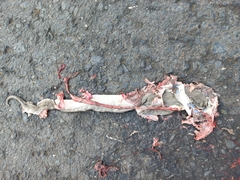 Boa constrictor ortonii