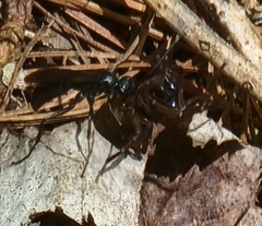 Corinninae