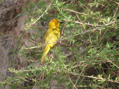 Ploceus castaneiceps