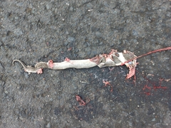 Boa constrictor ortonii