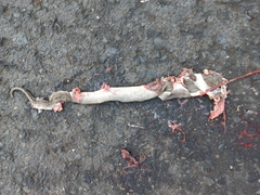 Boa constrictor ortonii