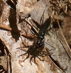 Corinninae
