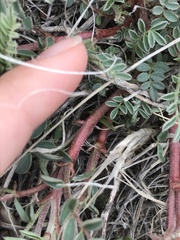 Astragalus crassicarpus paysonii