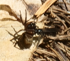 Corinninae