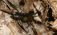 Corinninae
