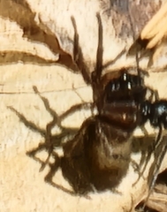Corinninae