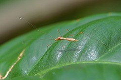 Yemmalysus parallelus