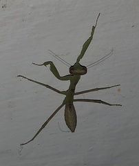 Hierodula patellifera