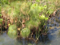Cyperus papyrus