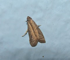 Ephestia elutella