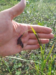 Carex aterrima