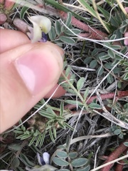 Astragalus crassicarpus paysonii