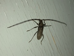 Stromatium longicorne