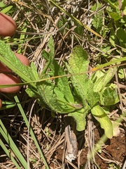 Verbena californica