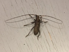 Stromatium longicorne