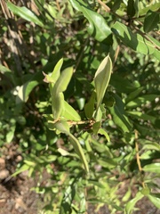Quercus pumila